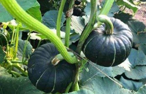 娱乐吃瓜718网红瓜